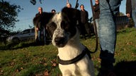 Ein schwarz-weißer Hund schaut nah in die Kamera, im Hintergrund stehen Menschen. Die Sonne scheint 