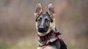 Schwarz-brauner Hund mit großen abstehenden Augen und einem roten Halsband 
