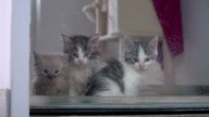 Drei Katzenkitten mit grau-weißem Fell 