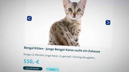 Abbildung einer Internetseite mit Katzenkitten zum Verkaufen  