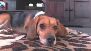 Liegender Beagle auf einem Teppich in einer Wohnung in halbtotaler Aufnahme