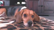 Liegender Beagle auf einem Teppich in einer Wohnung in halbtotaler Aufnahme