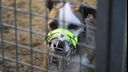 Hund mit braun-weißem Fell hinter einem Gitter trägt einen Maulkorb 