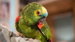 Ein grüner Papagei mit vielen verschiedenen Farbakzenten 