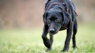 Ein schwarzer Hund mit Glubschaugen läuft über eine Wiese