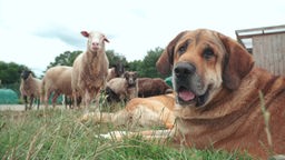 Brauner großer Hund schaut seitlich in die Kamera, im Hintergrund stehen Schafe 