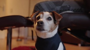 Ein tricolorfarbener Hund schaut über die Kamera hinweg 