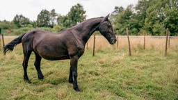 Pferd mit dunkelbraun-schwarzem Fell steht seitlich auf einer Wiese 