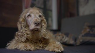 Ein hellbrauner alter Hund mit gelocktem Fell macht Platz 