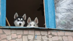 Hunde in der Ukraine 