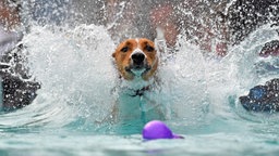 Hund schwimmt im Wasser