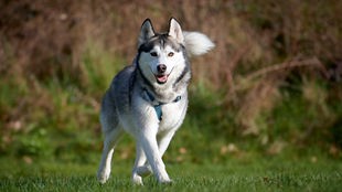 Grau-weißer großer Hund mit braunen Augen läuft über eine Wiese 