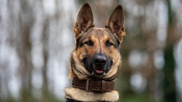 Ein brauner Hund mit einem braunen breiten Halsband 