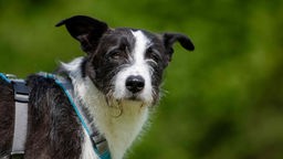 Hund mit schwarz-weißem Fell und blauem Geschirr in Nahaufnahme 