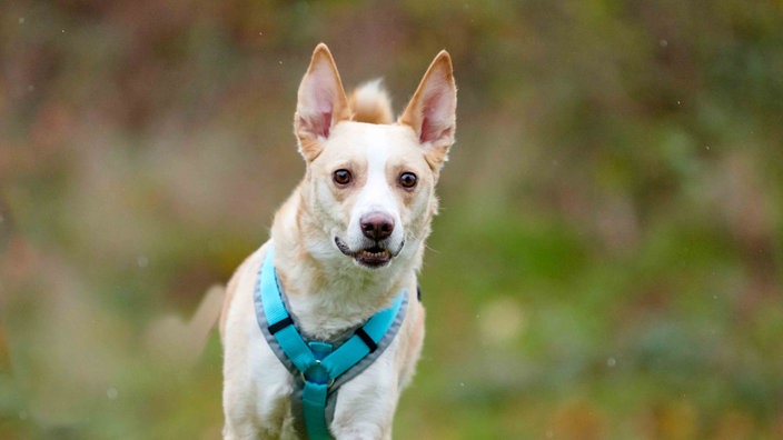 Ein Hund mit braun-weißem Fell in Nahaufnahme 