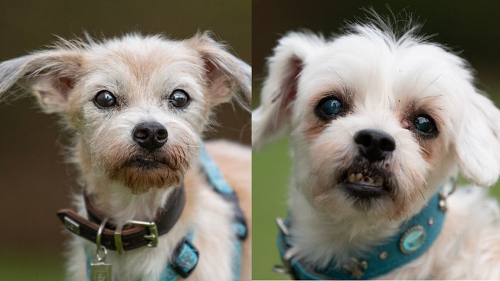 Collage aus den Fotos von zwei kleinen weißen Hunden