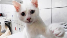 Nahaufnahme einer weißen Katze mit blauen Augen 