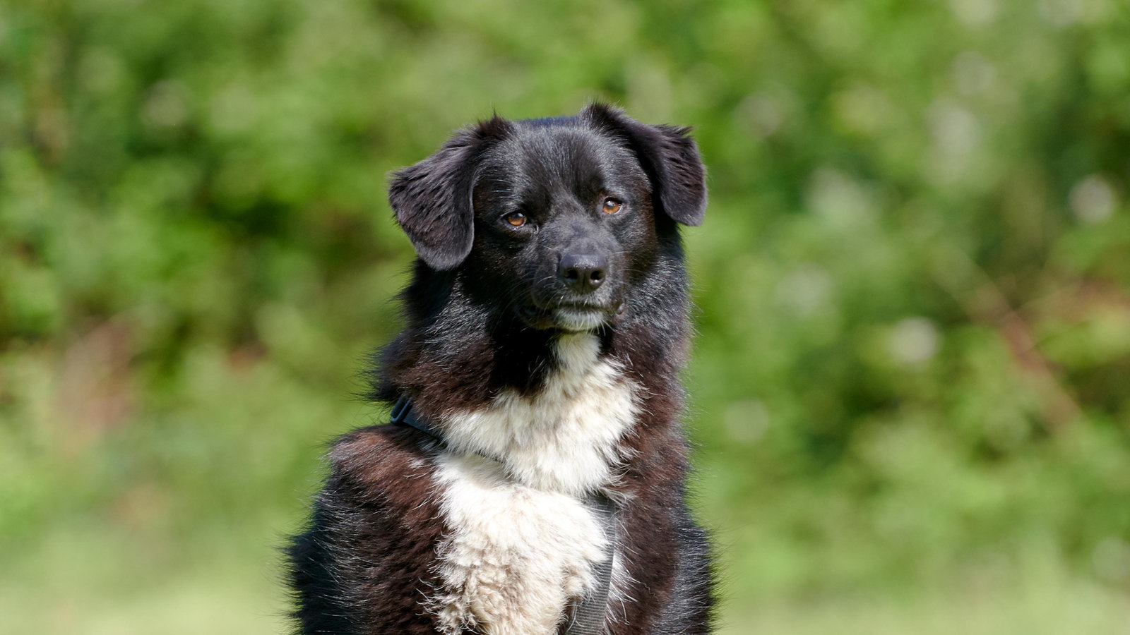 Kanita – Fröhlich Und Quirlig - Tiere Suchen Ein Zuhause - Sendungen A ...