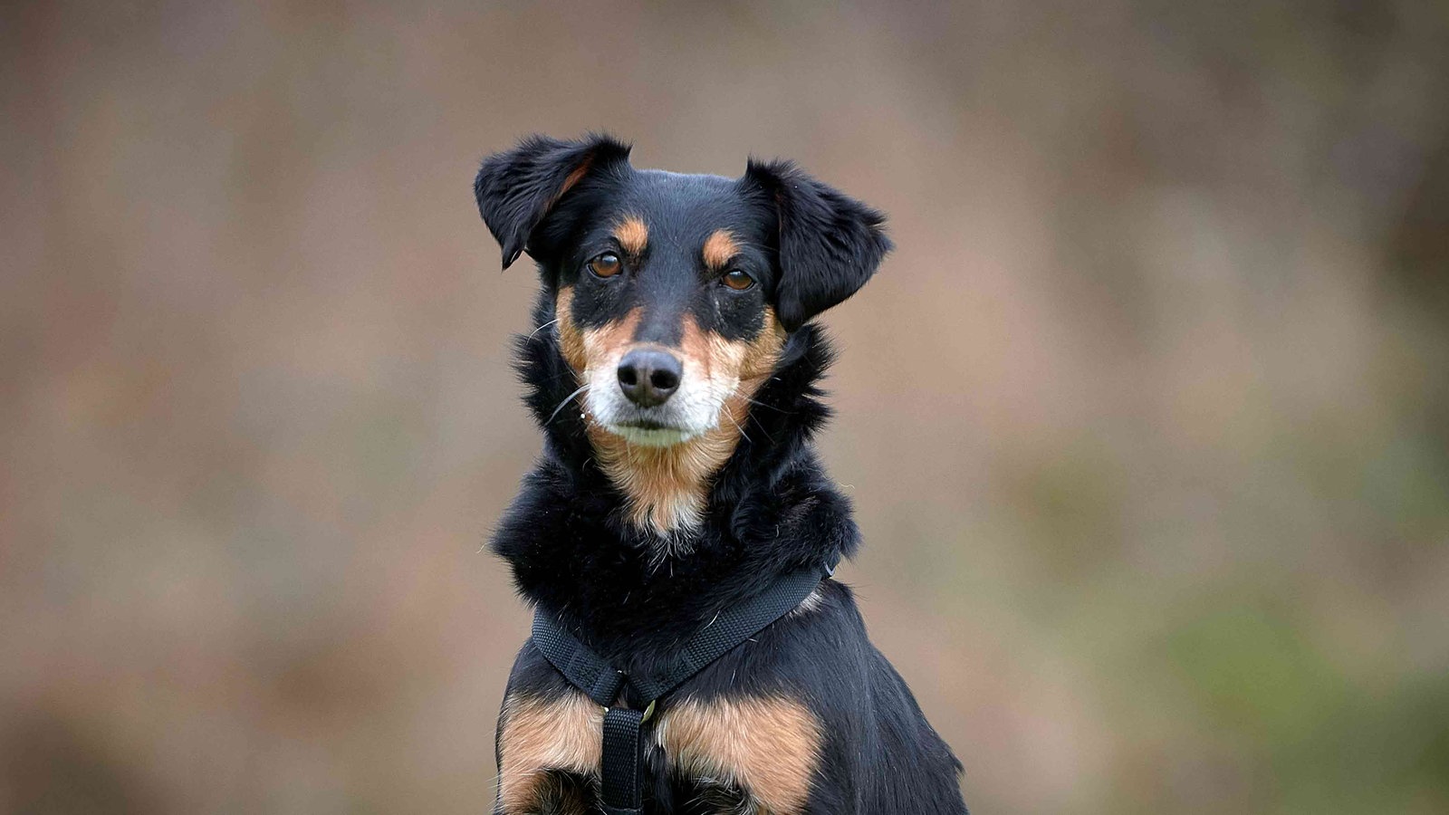 Kara – Ist Ein Geschenk - Tiere Suchen Ein Zuhause - Sendungen A-Z ...