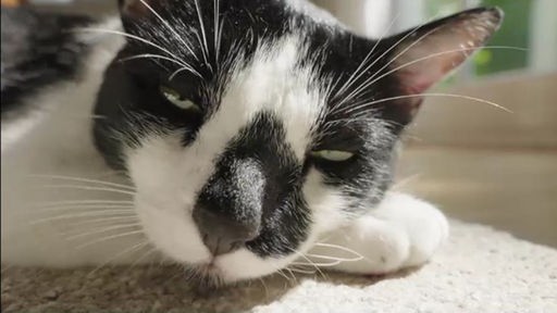 Katze mit schwarz-weißem Fell mit geschlossenen Augen 