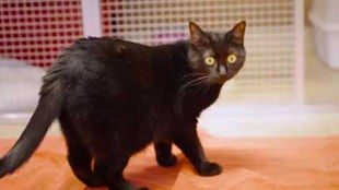 Eine Katze mit schwarzem Fell steht auf einer rötlichen Decke 