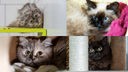 Collage aus vier  Katzen 