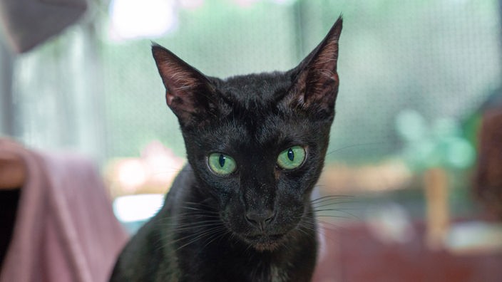 Schwarze Katze mit grünen Augen