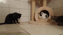 Eine schwarze, eine schwarz-weiße und eine getigerte Katze sitzen auf einem Boden 