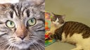 Collage von zwei getigerten Katzen (eine Nahaufnahme und eine Aufnahme von einer liegenden Katze)