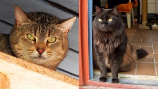 Collage von zwei Katzen: links braun getigert und rechts schwarz