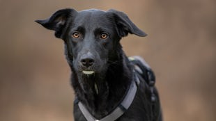 Ein schwarzer Hund mit braunen Augen 