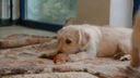 Kleiner beigefarbener Hund liegt auf einer braunen Decke 