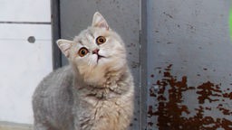 Graue Katze mit braunen Augen und kleinen Ohren hält den Kopf schräg 