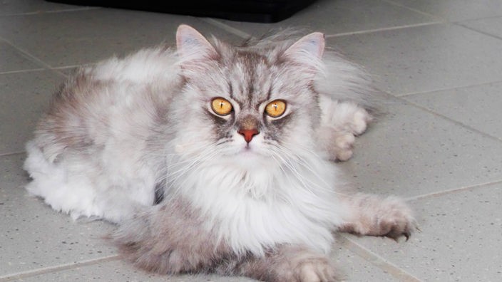 Katze mit langem weiß-grauen Fell liegt auf einem Boden und schaut in Richtung Kamera 