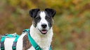 Ein Hund mit tricolorfarbigem Fell in Nahaufnahme 