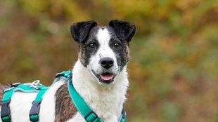 Ein Hund mit tricolorfarbigem Fell in Nahaufnahme 