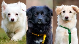 Collage von drei Hunden: links ein weißer Hund, in der Mitte ein schwarzer Hund und rechts ein beiger Hund