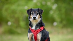 Hund mit tricolor-farbenem Fell und einem roten Geschirr in Nahaufnahme 