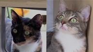 Collage von zwei Katzen