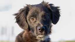 Kleiner Hund mit schwarzem Fell und weißen Flecken in Nahaufnahme 