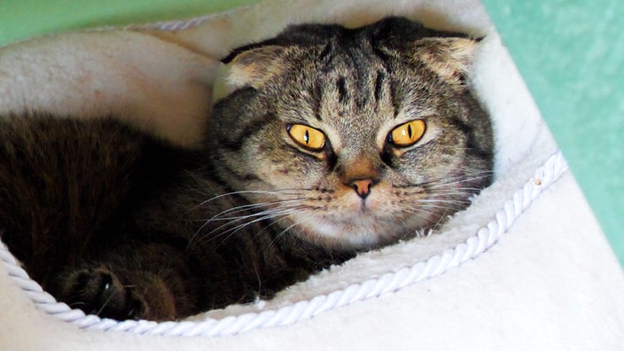 Ein Kater mit getigertem Fell liegt in einem Katzenkorb