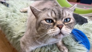 Grau-getigerte Katze mit blauen Augen (Nahaufnahme) 