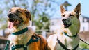 Zwei hellbraune Hunde, die hecheln (Nahaufnahme)
