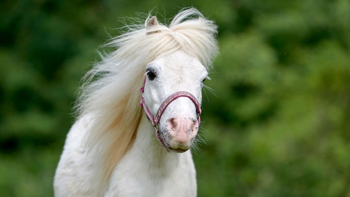 Weißes Pony mit langer Mähne (Nahaufnahme)