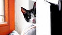 Katze mit schwarz-weißem Fell schaut hinter einer Wand hervor