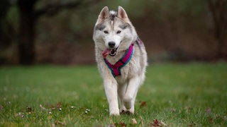 Ein grau-weißer großer Hund läuft hechelnd über eine Wiese