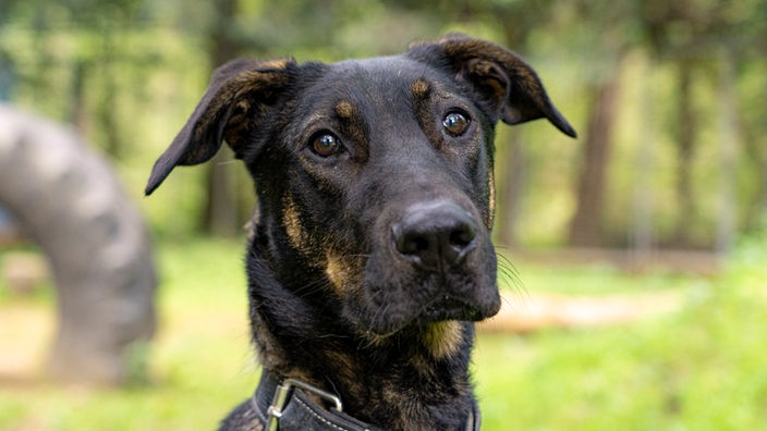 Hund mit schwarzem Fell und dunklen Augen in Nahaufnahme 