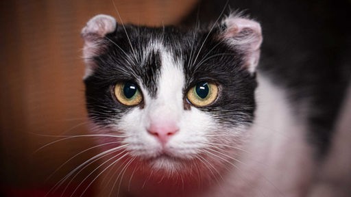 Katze mit weiß-schwarzem Fell und abgeknickten Ohren in Nahaufnahme 