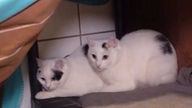 Zwei weiße Katzen mit dunklen Flecken sitzen versteckt in einer Ecke 