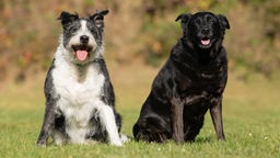 Links ein schwarz-weißer Hund und rechts ein schwarzer Hund, beide sitzen auf einer Wiese